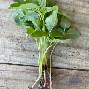 Jamaican Callaloo Seedlings 10 Seedlings, PRE-SALE