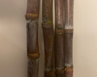 Red Sugarcane Cuttings, 5, 6 Inch Cuttings