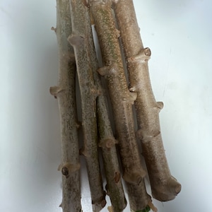 10 cuttings Cassava. Sweet Cassava