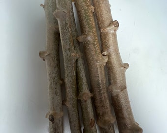 10 cuttings Cassava. Sweet Cassava