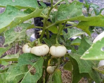 African White Ribbed  Eggplant Seeds, Bitter Balls, Garden Eggs, Liberian Eggplant, Solanum Aethiopicum, Rare