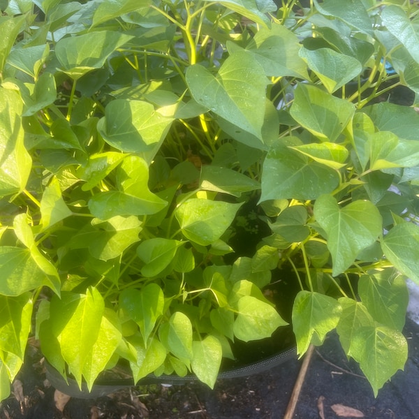 Sweet Potato Slips Etsy