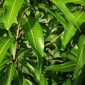 25Fresh Mango Leafs Leaves Organically Grown Organic Herb image 1