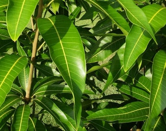 25Fresh Mango Leafs Leaves (Organically Grown ) Organic Herb