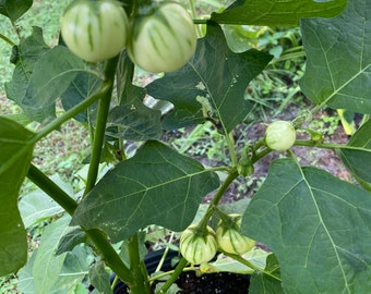 African Eggplant seeds ID:AERS11