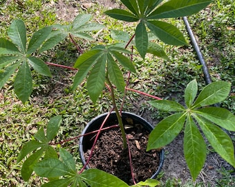 Cassava Plant, potted