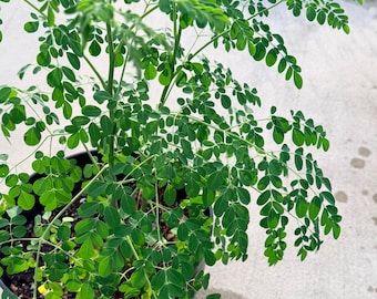Moringa Oleifera Plant, Miracle Tree, Drumstick Tree