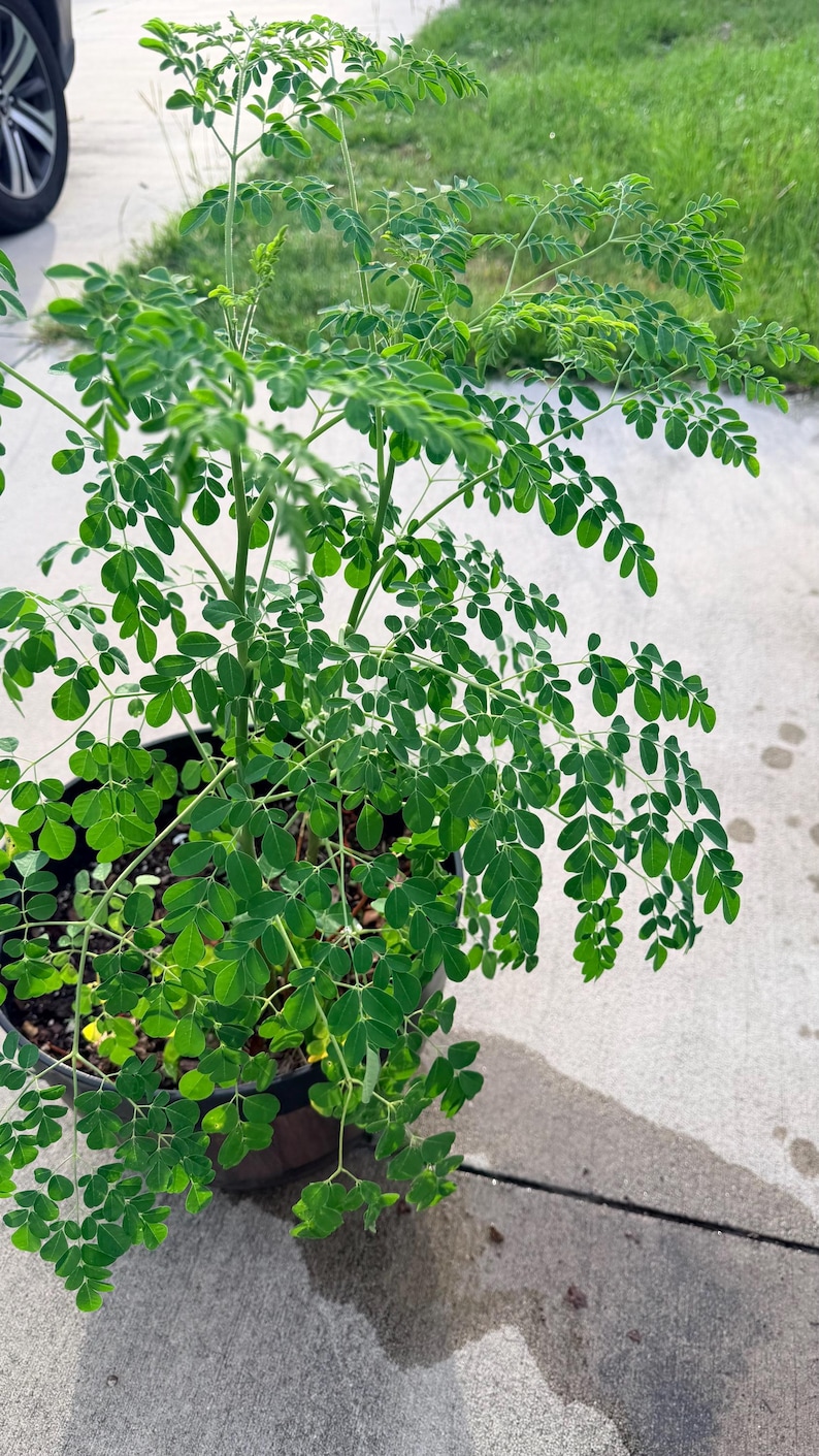 Container Moringa Tree Moringa Oleifera Plant, Miracle Tree, Drumstick Tree - Etsy