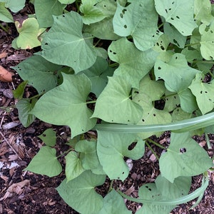 Japanese Potato Cuttings, 10 cuttings