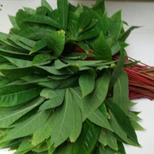 Fresh Cassava Leaves, 1lb