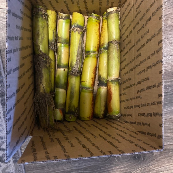 Cuttings Organic Fresh Cut Green Sugarcane Plants -NO Pesticides- Sugar Cane