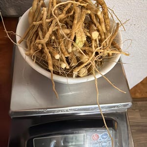 May include: A white bowl filled with a cluster of light brown, fibrous roots with thin, trailing tendrils. The bowl is resting on a silver digital kitchen scale with a metallic surface and a small digital display screen showing the model name KD 7000.
