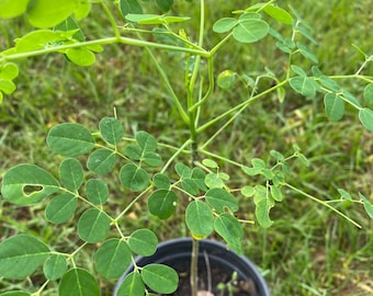 Moringa  Oleifera Plant, Ben Oil Tree, Horseradish Tree, Tree Of Life, Miracle Tree, Drumstick Tree,MALUNGAY
