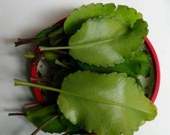 Fresh Leaf Of Life Herbs