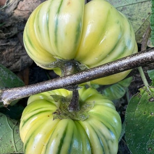 African Eggplant Seeds,  Solanum Aethipicum, African Bitterball