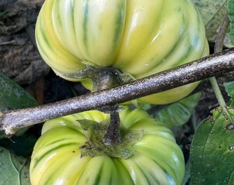 African Eggplant Seeds,  Solanum Aethipicum, African Bitterball seeds!
