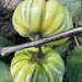 see more listings in the African Eggplant Seeds  section