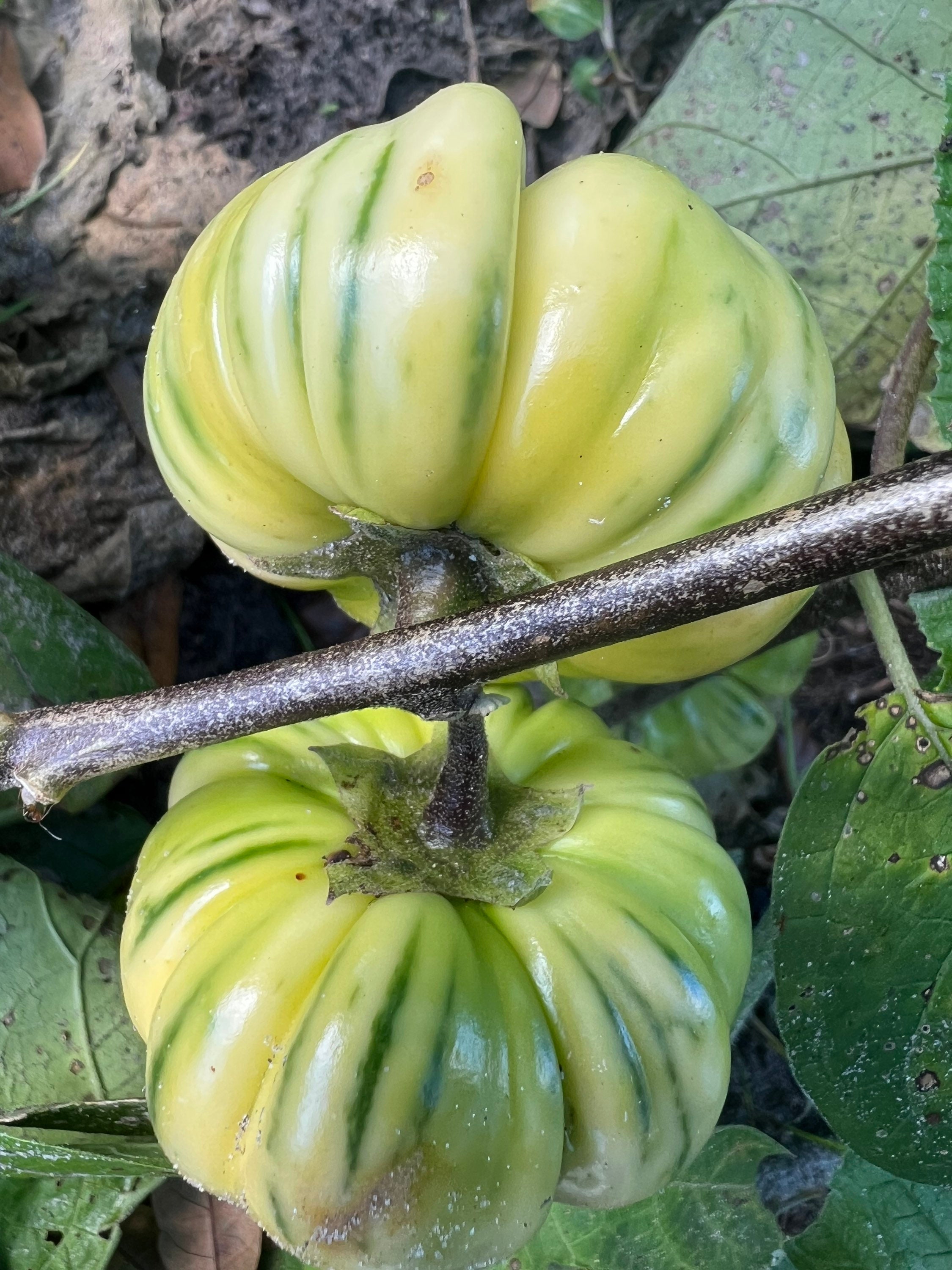 African Scarlet Eggplant 'Mock Tomato' Solanum aethiopicum - 20 Seeds