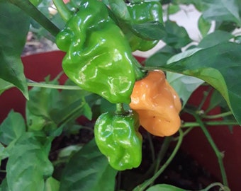 25 Orange Habanero Hot Pepper Seeds