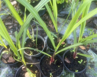 Red Sweet Sugar Cane Plants, Florida red Cane medium soft.