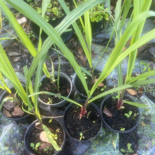 Red Sweet Sugar Cane Plants, Florida red Cane medium soft.