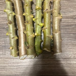 5 cuttings Cassava. Sweet  white Cassava. Very sweet!