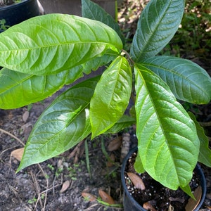 May include: A potted plant with large, vibrant green leaves. The leaves have a glossy texture and prominent veins. The plant is in a black plastic pot, set against a backdrop of soil and other plants. The leaves are a bright, healthy green.