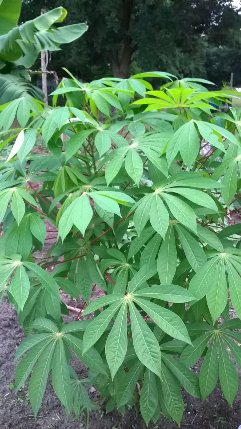 Manihot esculenta Sweet Edible Cassava Yuca Stem Cutting