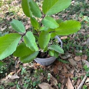Leaf Of Life, RARE KALANCHOE PINNATA. Miracle leaf, Air plants Bryophyllum Pinnatum 4” to 6&quot; plant
