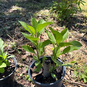 Puede incluir: Dos pequeñas plantas en maceta con hojas de color verde brillante. Las plantas están en macetas de plástico negro, sobre un fondo de luz solar y follaje. Las plantas están en las primeras etapas de crecimiento.