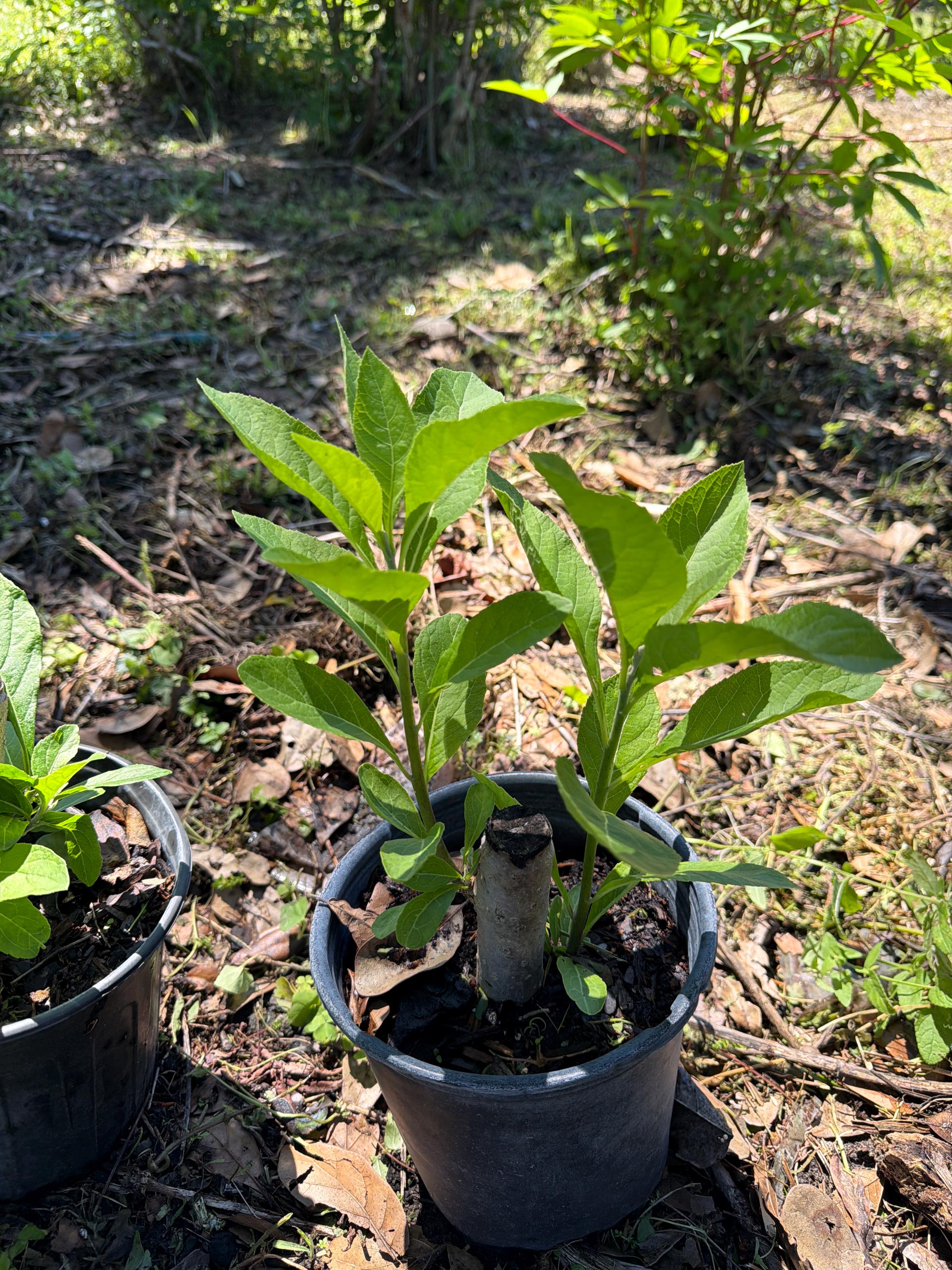 Bitter Leaf Plant (vernonia Amygdalina) – Live Rooted Plant
