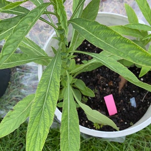 Puede incluir: Una planta verde de hojas creciendo en una maceta blanca. La planta tiene hojas largas y estrechas con venas prominentes. La maceta está sentada sobre un lecho de hierba verde.