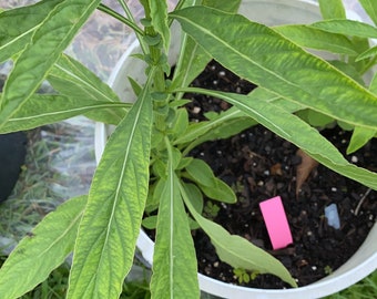 Lagos Spinach, celosia of Amaranth