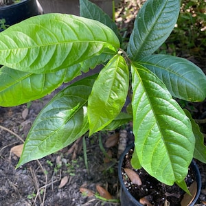 Perlhuhn Unkraut/Anamu/Chasser Vermine/Petiveria Alliacea Samen