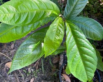 Guinea Hen Weed/Anamu/Chasser Vermine /Petiveria Alliacea Seeds