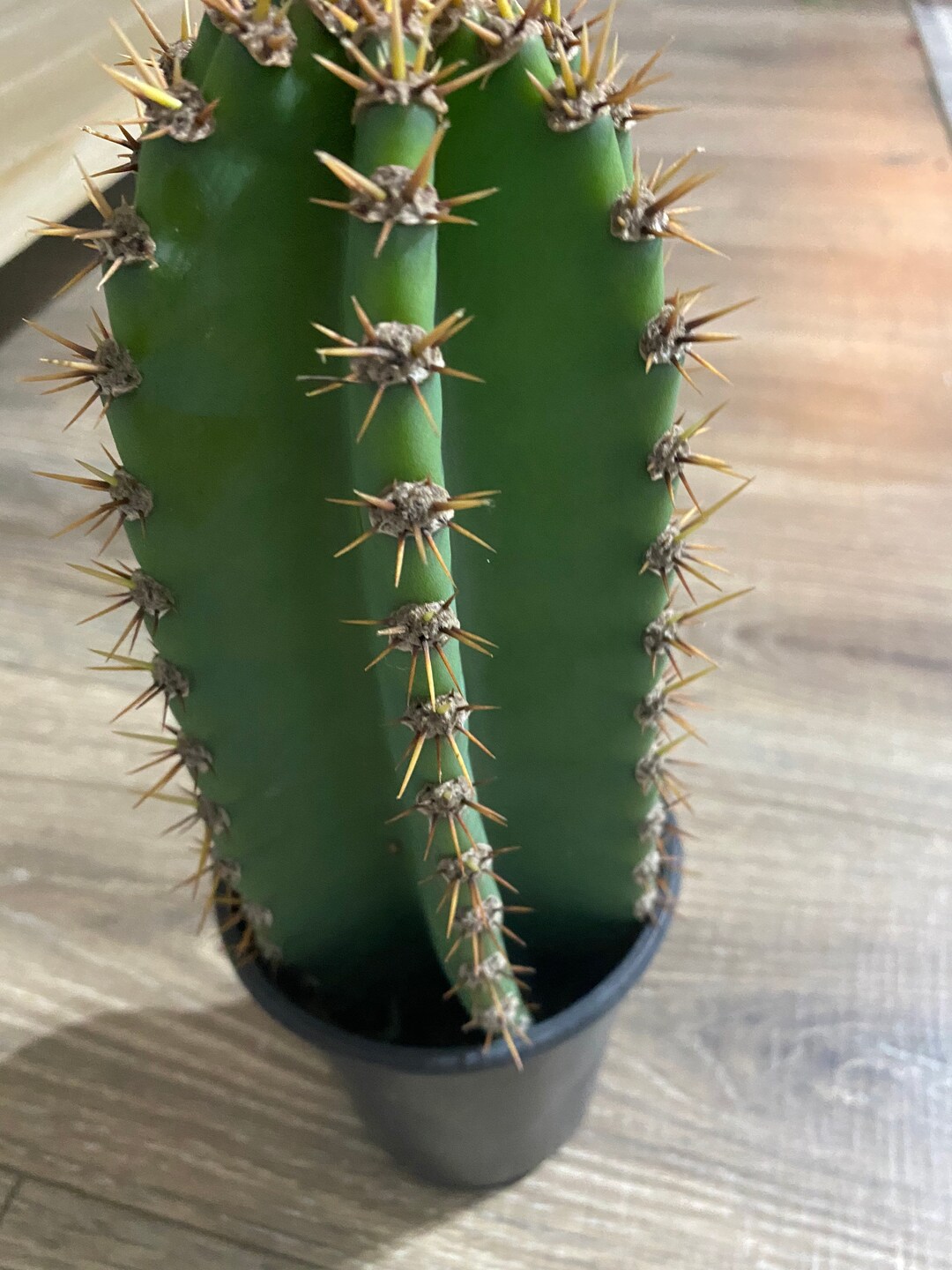 Large Cactus Cutting – Easy Rooting Column Variety Live Plant (12-18 ...