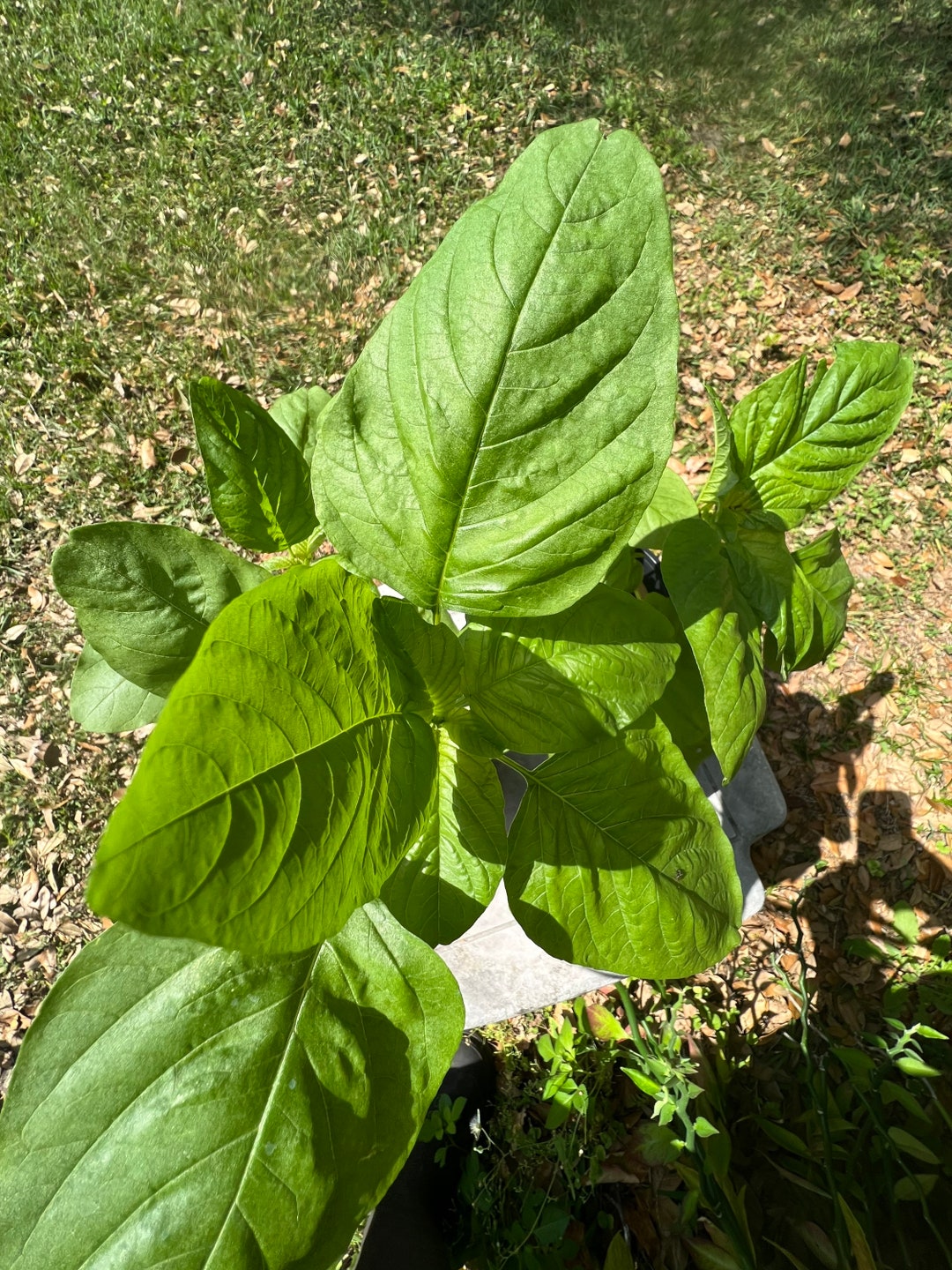 Jamaican Callaloo Plant, up to 4 Inch in Length. Presale. Etsy