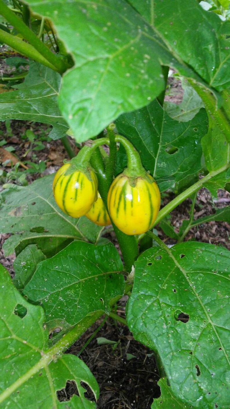 Striped Toga Eggplant Seeds Solanum Aethiopicum Etsy