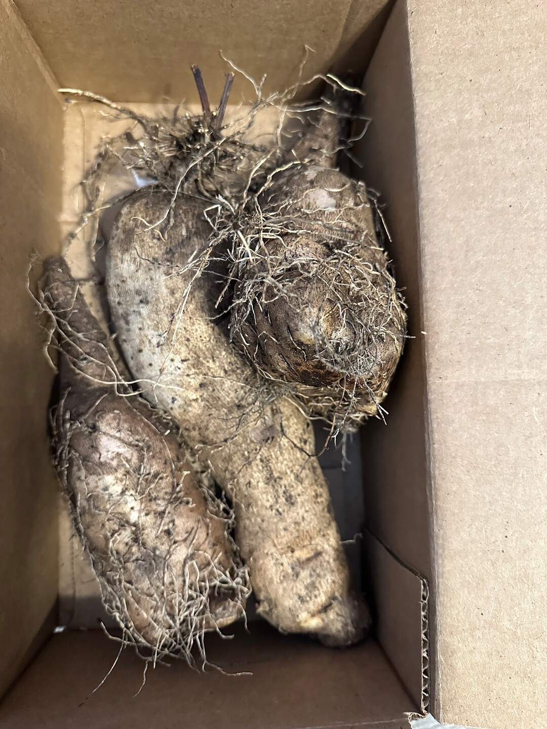 African Yam, Jamaican Yam Etsy