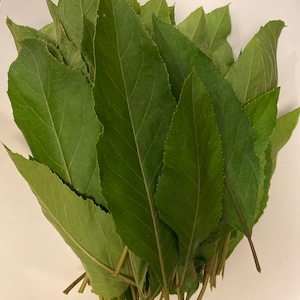 Fresh Bitter Leaf bitterleaf, onugbu, ewuro, shuwaka, Vermonia amygdalin