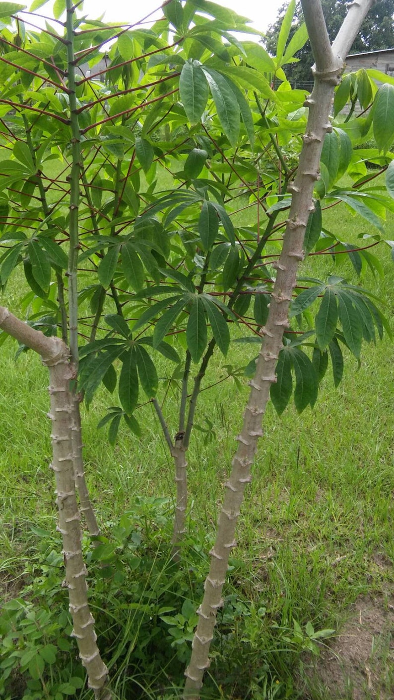 Manihot esculenta Sweet Edible Cassava Yuca Stem Cutting