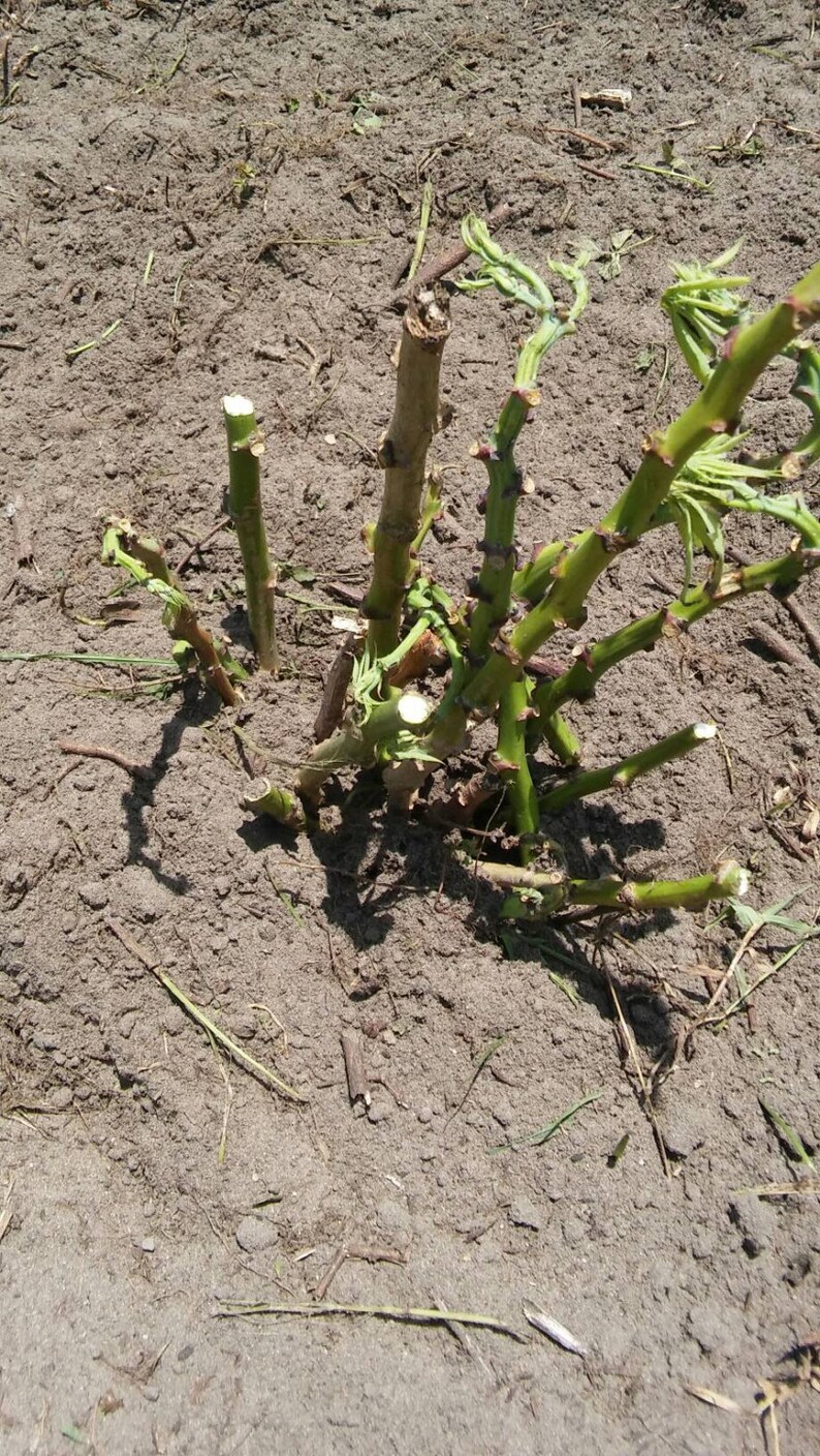 Manihot esculenta Sweet Edible Cassava Yuca Stem Cutting