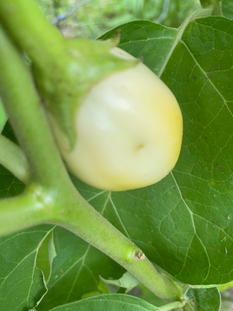 White Garden Egg African Eggplant Seeds Solanum Aethiopicum Etsy