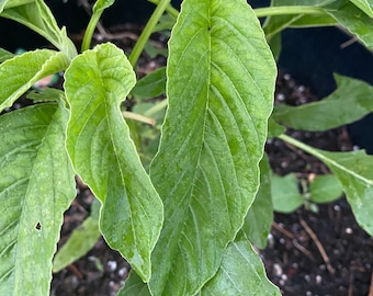 GREEN Amaranth (Green Variety) Bush greens,Careless Greens, Amaranthus, tete pupa, pigweed, , alefo, efo, bayam, Chinese Spinach), seeds