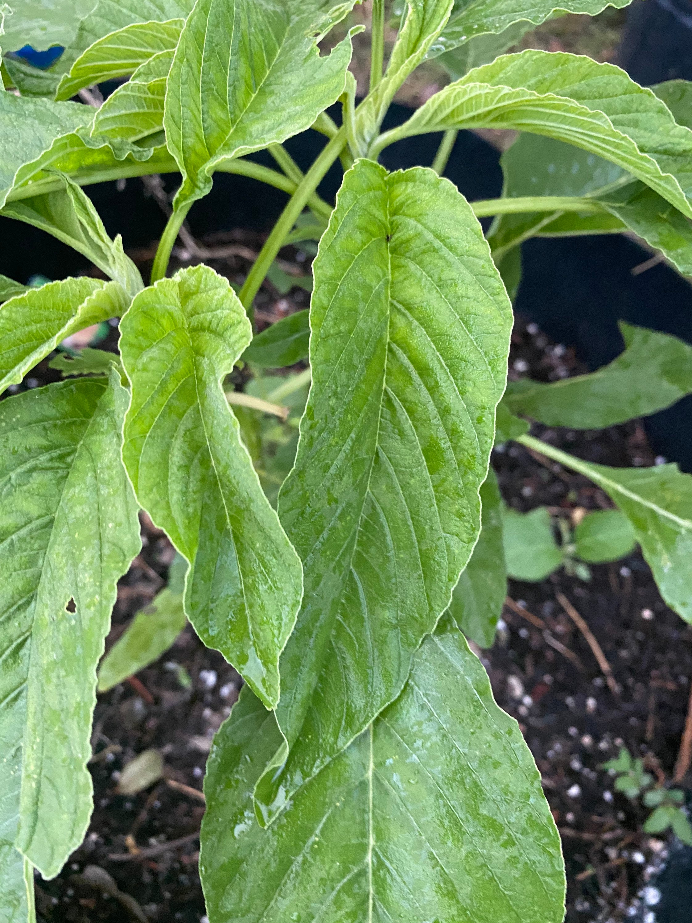 GREEN Amaranth (Green Variety) Bush greens,Careless Greens, Amaranthus, tete pupa, pigweed, , alefo, efo, bayam, Chinese Spinach), seeds