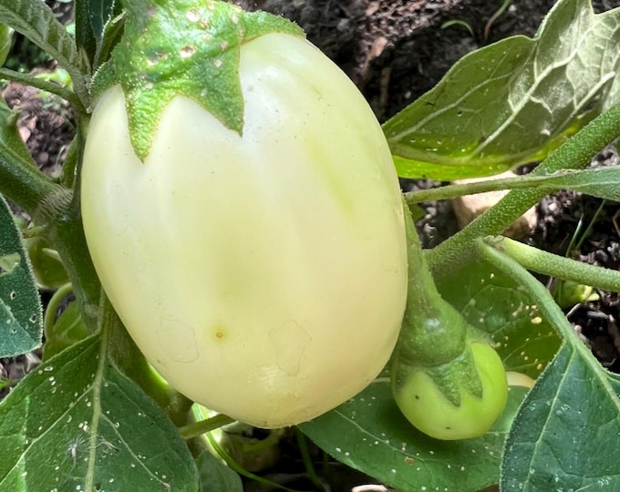 20+ White Round African Eggplant Seeds (Ca Phao Trang) - Solanum Melongena - View #5
