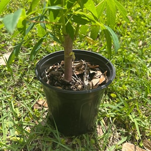 Yellow Cassava plant