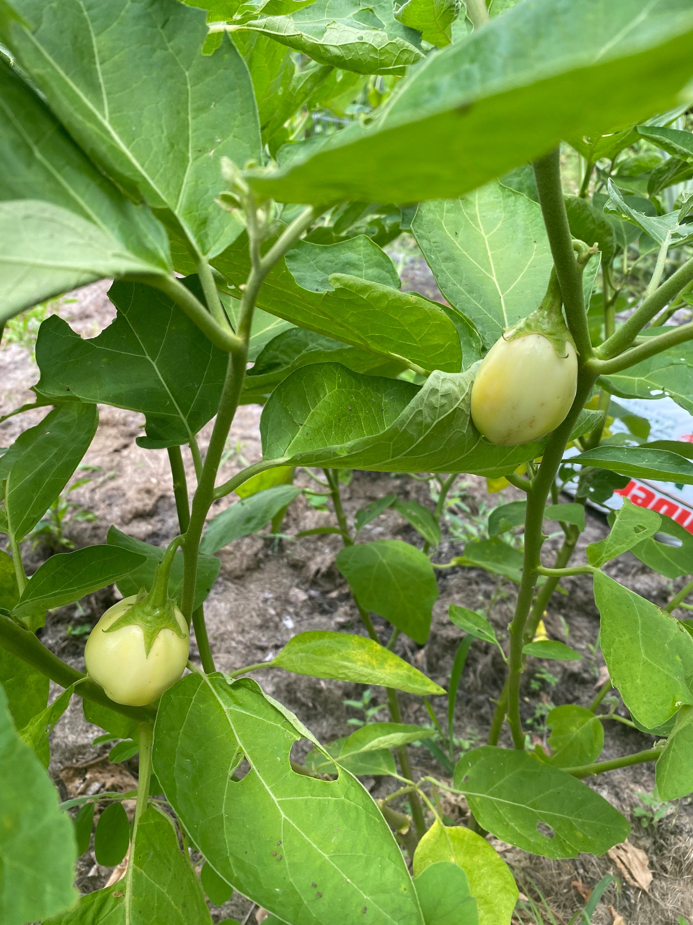 25 TURKISH ORANGE EGGPLANT Scarlet Solanum Aethiopicum Fruit Vegetable  Seeds 