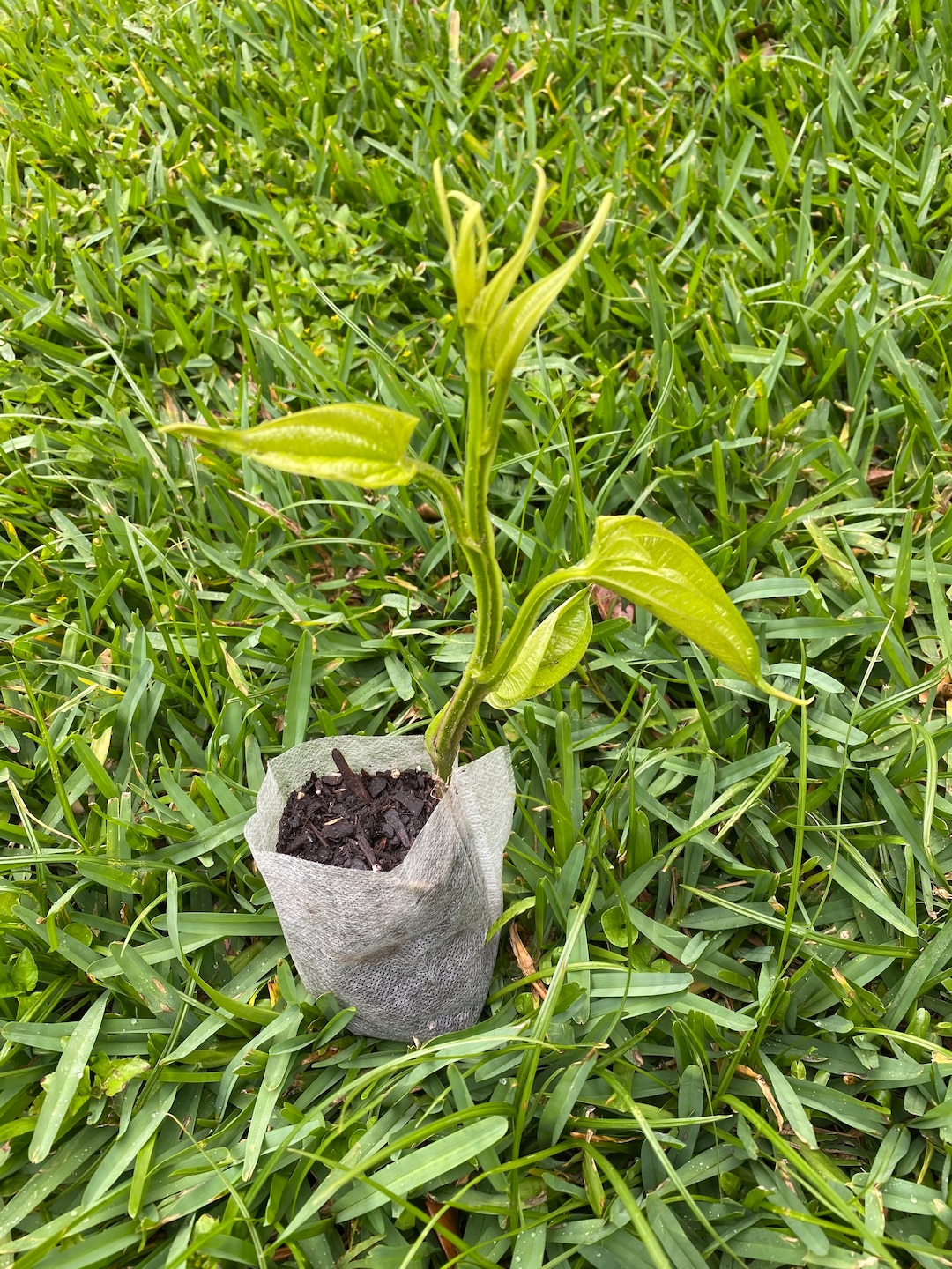 White Jamaican Yam Guinea Yam Seedlings African Yam Etsy