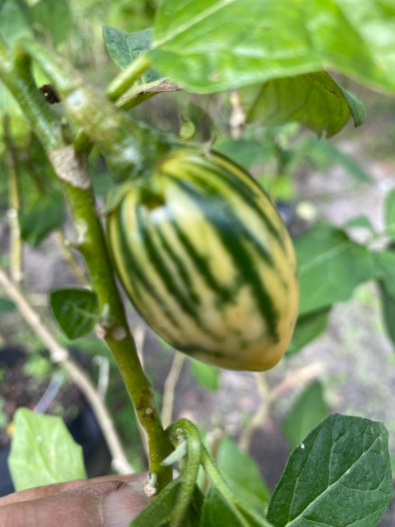 Striped Toga Eggplant Seeds Solanum Aethiopicum Etsy